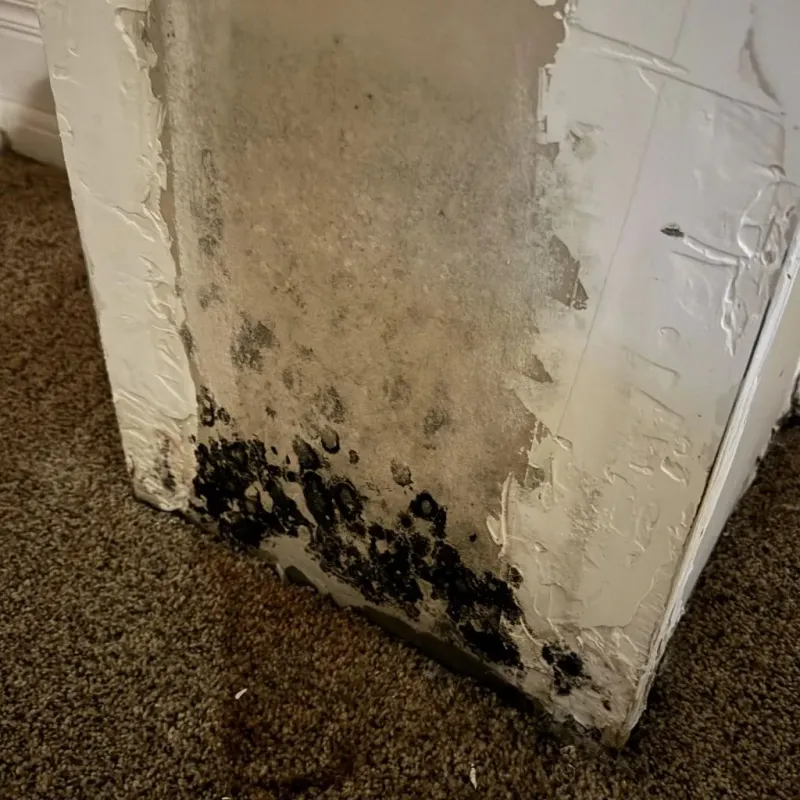 Professional Mold Removal in Gilmer County, GA